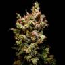 семена конопли курьером Skywalker feminised Dutch Passion Seeds