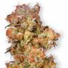 семена конопли для курения Skywalker feminised Dutch Passion Seeds