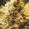 семена конопли недорого Lemon Kush feminised Female Seeds