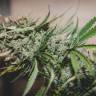 семена конопли Россия Lemon Kush feminised Female Seeds
