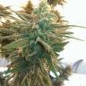 заказ семян конопли Спб Lemon Kush feminised Female Seeds