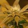 семена сортовой конопли White Castle feminised Nirvana Seeds