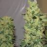 семена конопли для выращивания Chronic regular Serious Seeds