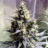 Семена каннабиса Auto Chocolope feminised GanjaLiveSeeds