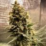 Семена марихуаны Auto Chocolope feminised GanjaLiveSeeds