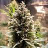 Качественные семена марихуаны Auto Chocolope feminised GanjaLiveSeeds
