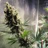 Семена марихуаны недорого Auto Chocolope feminised GanjaLiveSeeds