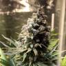 Семена каннабиса недорого Auto Chocolope feminised GanjaLiveSeeds
