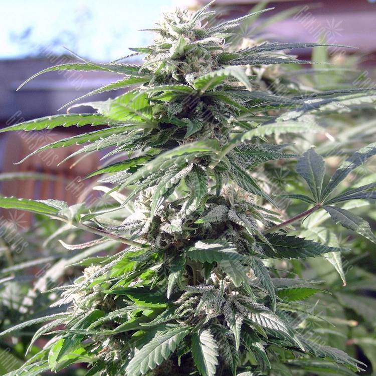 семена конопли в России Sensi Skunk regular Ganja Seeds
