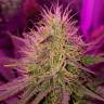 где заказать семена конопли Auto Purple Punch feminised Barneys Farm
