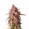 семена конопли почтой Auto Purple Punch feminised Barneys Farm