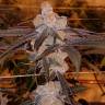 семена конопли наложенным платежом Auto Purple Punch feminised Barneys Farm