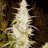 семена конопли Maroc feminised Female Seeds