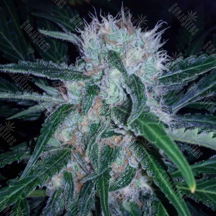 заказ семян конопли Domina Haze feminised Kannabia Seeds заказ семян конопли Domina Haze feminised Kannabia Seeds