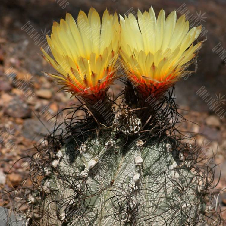Семена кактуса Astrophytum capricorne Семена кактуса Astrophytum capricorne
