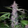 семена конопли курьером Auto Zaisan feminised Bang Seeds