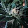 семена конопли Москва Sensi Skunk x Jamaica (Pegas) regular Ganja Seeds