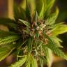 семена конопли с доставкой Trance feminised Dutch Passion Seeds семена конопли с доставкой Trance feminised Dutch Passion Seeds