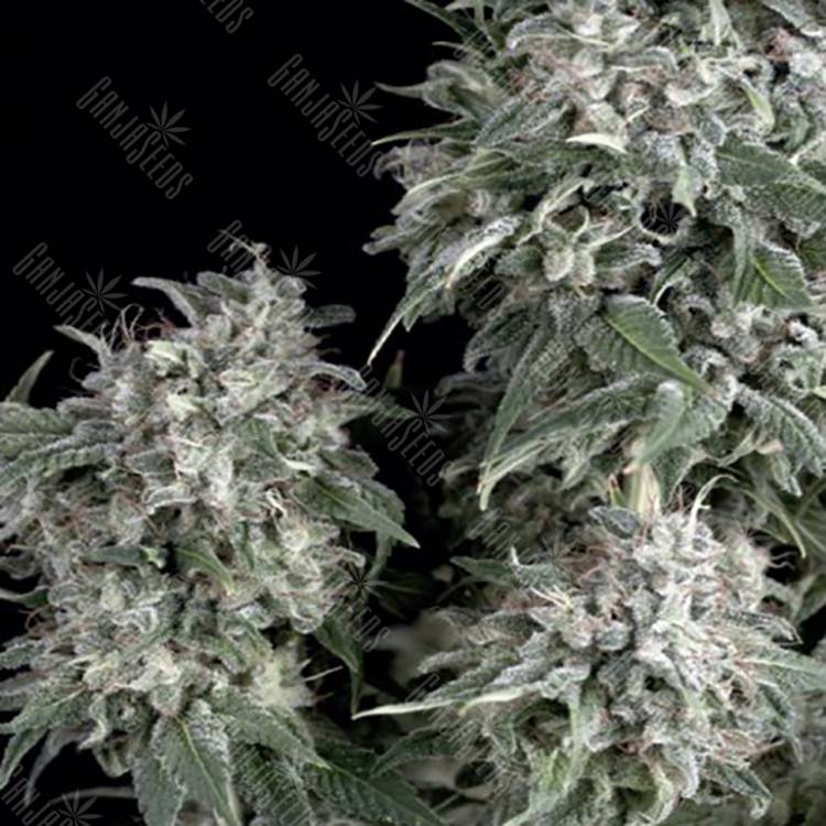 заказ семян конопли Спб White Widow feminised Trikoma Seeds