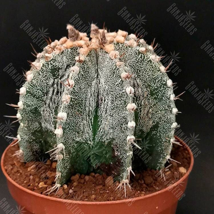 Семена кактуса Astrophytum asterias x ornatum