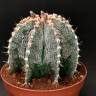 Семена кактуса Astrophytum asterias x ornatum
