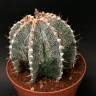 Семена кактуса купить Astrophytum asterias x ornatum