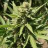 семена конопли сорта сатива Auto Acid regular