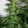 заказать качественные семена конопли Afghan Haze feminised