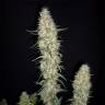 семена конопли для посадки купить Buddha Pulsar feminised Buddha Seeds