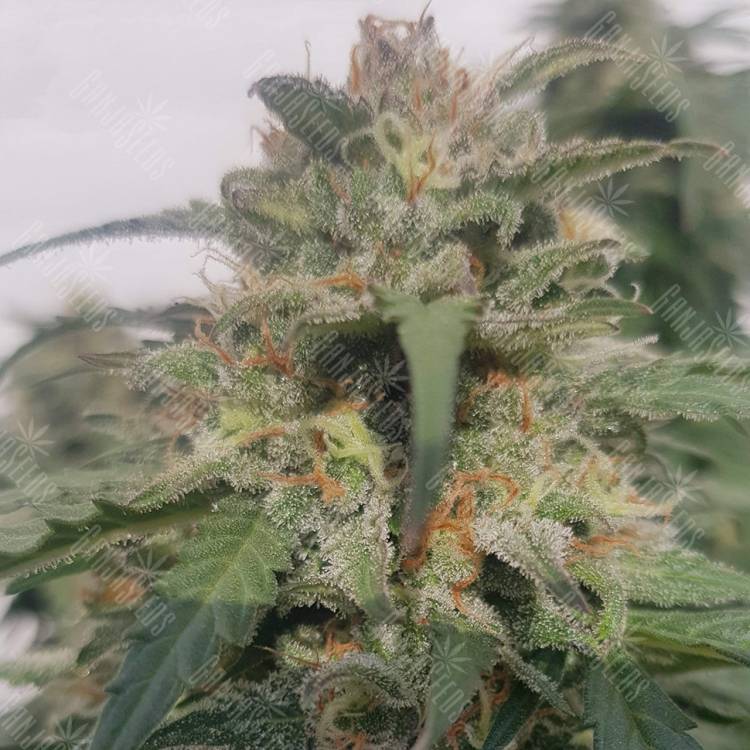 семена конопли индика Sensi Skunk x Lowryder (Senlow) regular Ganja Seeds