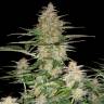семена конопли феминизированные Auto 60 Day Wonder feminised DNA Genetics