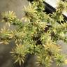 семена конопли наложенным платежом Wonder Woman feminised Nirvana Seeds