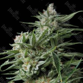Dulce Locura CBD (Sweet Madness CBD) feminised Trikoma Seeds