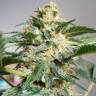 семена конопли автоцвет Auto Snow Ryder regular