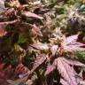качественные семена конопли Auto AK 49 feminised Ganja Seeds