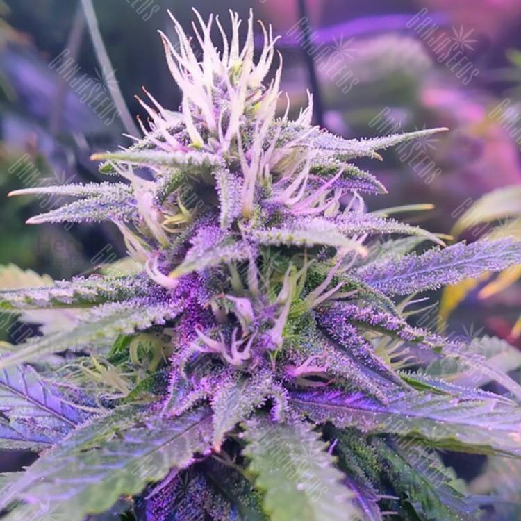 семена конопли для посадки купить Auto Tangerine Dream feminised Barneys Farm