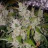 семена конопли курьером Auto Tangerine Dream feminised Barneys Farm
