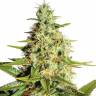 семена конопли для курения Auto Tangerine Dream feminised Barneys Farm