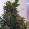Auto Big Devil feminised GanjaLiveSeeds