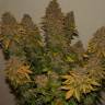 заказать семена конопли G13 Skunk feminised