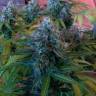 заказ семян конопли Blue Mango feminised