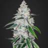 семена конопли марихуаны Auto Zkittlez OG feminised Barneys Farm