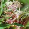 семена культурной конопли купить Red Purps feminised Female Seeds