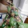 семена конопли Спб Red Purps feminised Female Seeds