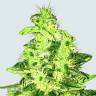 семена конопли курьером Supreme CBD Kush feminised Nirvana Seeds