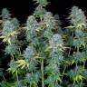 семена конопли почтой Serious Happiness regular Serious Seeds