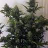 семена конопли в интернете Cheese Berries feminised