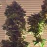 семена конопли аутдор Auto Critical CBD feminised