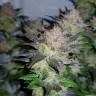 семена конопли в интернете Auto Critical CBD feminised