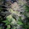 семена конопли дешево Auto Critical CBD feminised